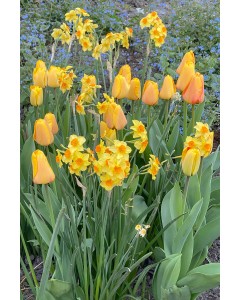 Warm Spring Blend 25 Flower Bulbs Ready for Planting Now in UK Autumn Outdoor Gardens