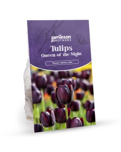 Queen of The Night Tulip Bulbs (12 Bulbs) by Jamieson Brothers