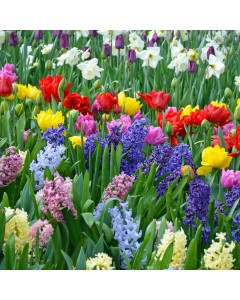 Mega Spring Mix 1000 Flower Bulbs: Daffodil, Hyacinth, Allium, Snowdrop, Crocus, Tulip, Anemone, Ranunculus, Muscari Bulbs For Planting Now in UK Autumn Outdoor Gardens - by Jamieson Brothers