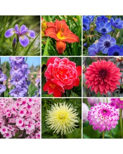 10 Variety Summer Flower Bulbs – Spring Planting Mixed Outdoor Flowering Bulbs for Vibrant Summer Garden Displays
