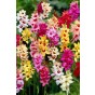 Ixia Mix 30 Bulbs Ready for Planting Now in UK Autumn Outdoor Gardens