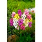 Ixia Mix 30 Bulbs Ready for Planting Now in UK Autumn Outdoor Gardens