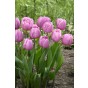 Tulip Double Late Tabledance 6 Bulbs Ready for Planting Now in UK Autumn Outdoor Gardens by Jamieson Brothers
