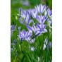 Triteleia Laxa Rudy 12 Bulbs Ready for Planting Now in UK Autumn Outdoor Gardens