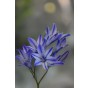 Triteleia Laxa Rudy 12 Bulbs Ready for Planting Now in UK Autumn Outdoor Gardens