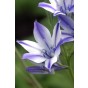 Triteleia Laxa Rudy 12 Bulbs Ready for Planting Now in UK Autumn Outdoor Gardens