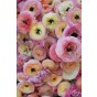 Ranunculus Pastel Mix 12 Bulbs Ready for Planting Now in UK Autumn Outdoor Gardens
