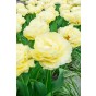 Tulip Double Early Avant Garde 6 Bulbs Ready for Planting Now in UK Autumn Outdoor Gardens by Jamieson Brothers