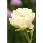 Tulip Double Early Avant Garde 6 Bulbs Ready for Planting Now in UK Autumn Outdoor Gardens by Jamieson Brothers