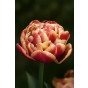 Tulip Double Early Congo 6 Bulbs Ready for Planting Now in UK Autumn Outdoor Gardens by Jamieson Brothers