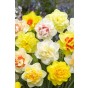 Daffodil (Narcissus) Double Mix 20 Bulbs Ready for Planting Now in UK Autumn Outdoor Gardens