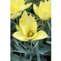 Tulip Botanical/Rockgarden Honky Tonk 15 Bulbs Ready for Planting Now in UK Autumn Outdoor Gardens by Jamieson Brothers