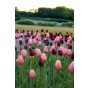Best Friends, Night's Blush: 7 Bulbs, Tulip Menton and Tulip Queen of the Night Ready for Planting Now in UK Autumn Outdoor Gardens
