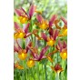 Iris Lion King 10 Bulbs Ready for Planting Now in UK Autumn Outdoor Gardens