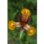 Iris Lion King 10 Bulbs Ready for Planting Now in UK Autumn Outdoor Gardens