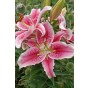 Lily Oriental Stargazer (2 Bulbs) and Wildflower 'Butterfly' Mix Seeds