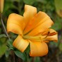 Lilium Trumpet African Queen (Lilium Trumpet) 2x Spring Planting Flower Bulbs