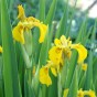 Iris Pseudacorus (Iris Pseudacorus) 1x Spring Planting Bulb - Waterside Flower Bulb 