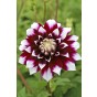 Dahlia Decorative Mystery Day (1 Bulb) by Jamieson Brothers