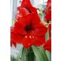 Red Amaryllis Large 28/30cm Hippeastrum with Pot & Coco Coir Block | Indoor Flowering Christmas Gift Box