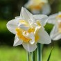 Daffodil Bulb Collection, 40 Bulbs, 5 Varieties, Sir Winston Churchill, Ice Follies, Tahiti, White Lion and Pink Pride - Autumn Planting for Spring Flowering