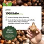 Mega Spring Mix 1000 Flower Bulbs: Daffodil, Hyacinth, Allium, Snowdrop, Crocus, Tulip, Anemone, Ranunculus, Muscari Bulbs For Planting Now in UK Autumn Outdoor Gardens - by Jamieson Brothers