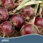 Twin pack of Centurion and Red Baron onion sets (2 x20 bulbs)