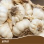 Jamieson Brothers® Autumn White Garlic Bulbs - 4pcs