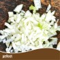 Snowball Winter Onion Sets (250gm) by Jamieson Brothers® - Bulb Size 14/21
