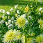 Dahlia Cactus Yellow Star (Dahlia Pinnata) 1x Top Quality Spring Planting Flower Bulb