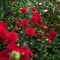 Dahlia Park Garden Wonder (Dahlia Pinnata) 1x Top Quality Spring Planting Flower Bulb