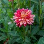 Dahlia Short Track (Dahlia Pinnata) 1x Spring Planting Flower Bulbs