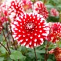 Dahlia Park Little Tiger (Dahlia Pinnata) 1x Top Quality Spring Planting Flower Bulb
