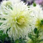 Dahlia Crispa Tsuki Yori No Shisha (Dahlia Pinnata) 1x Top Quality Spring Planting Flower Bulb