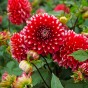 Dahlia Park Little Tiger (Dahlia Pinnata) 1x Top Quality Spring Planting Flower Bulb