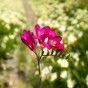 Freesia Double Pink (Freesia Hybrid) 15x Spring Planting Flower Bulbs