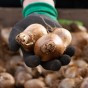 Daffodil Bulb Collection, 40 Bulbs, 5 Varieties, Sir Winston Churchill, Ice Follies, Tahiti, White Lion and Pink Pride - Autumn Planting for Spring Flowering