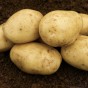 Albert Bartlett Elfe Seed Potatoes - 2KG net (approx 20-25 tubers)