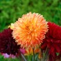 Dahlia Decorative Procyon (Dahlia Pinnata) 1x Top Quality Spring Planting Flower Bulb