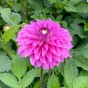 Dahlia Go Go Pink (Dahlia Pinnata) 1x Top Quality Spring Planting Flower Bulb