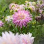 Dahlia Kiev (Dahlia Pinnata) 2x Spring Planting Flower Bulbs