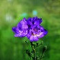 Freesia Double Blue (Freesia Hybrid) 15x Spring Planting Flower Bulbs