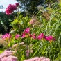 Freesia Double Pink (Freesia Hybrid) 15x Spring Planting Flower Bulbs