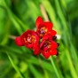 Freesia Double Red (Freesia Hybrid) 15x Spring Planting Flower Bulbs
