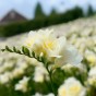 Freesia Double White (Freesia Hybrid) 15x Spring Planting Flower Bulbs