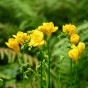 Freesia Double Yellow (Freesia Hybrid) 15x Spring Planting Flower Bulbs