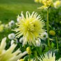 Dahlia Cactus Yellow Star (Dahlia Pinnata) 1x Top Quality Spring Planting Flower Bulb