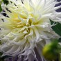 Dahlia Crispa Tsuki Yori No Shisha (Dahlia Pinnata) 1x Top Quality Spring Planting Flower Bulb