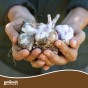 Jamieson Brothers® Autumn Pink Garlic Bulbs - 4pcs