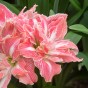 Amaryllis Pretty Nymph Gift Box (1 Large 28/30cm Pre-Potted Bulb) Hippeastrum Ready for Planting Now in UK Indoor Flowering Christmas Garden Gift